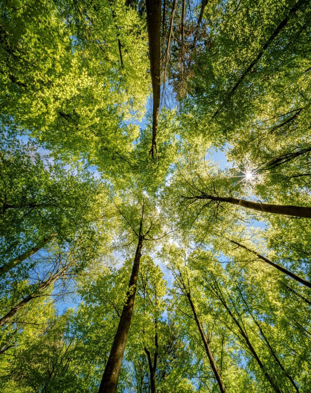 why-choose-sustainable